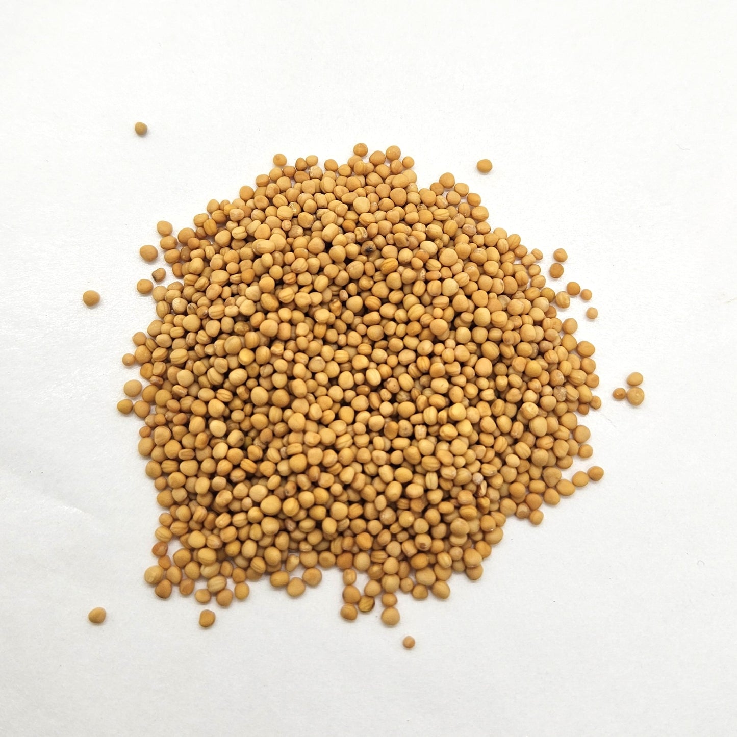 Mustard Seeds - Organic