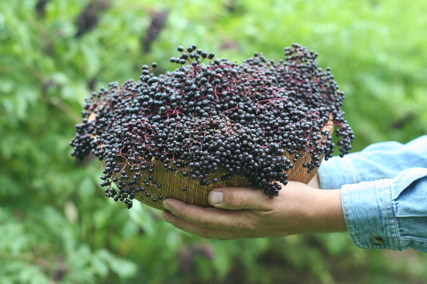 Elderberry Juice (250ml)