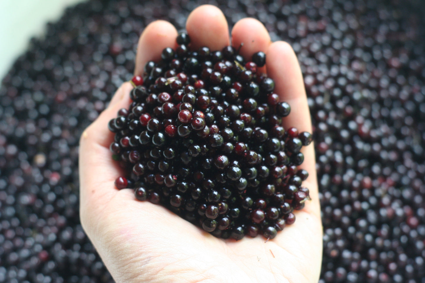 Elderberry Juice (250ml)
