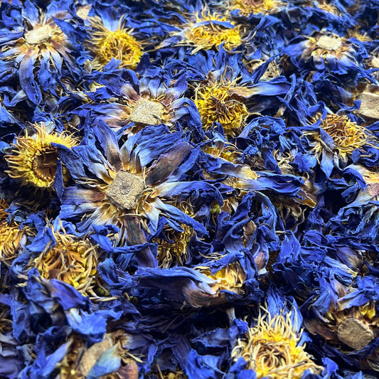 Blue Lotus Whole Flower (ETA: Early August)